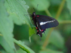 Mimoides lysithous lysithous