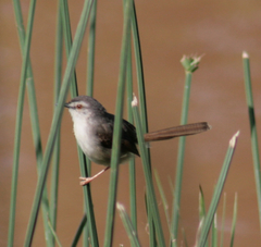 Prinia subflava affinis