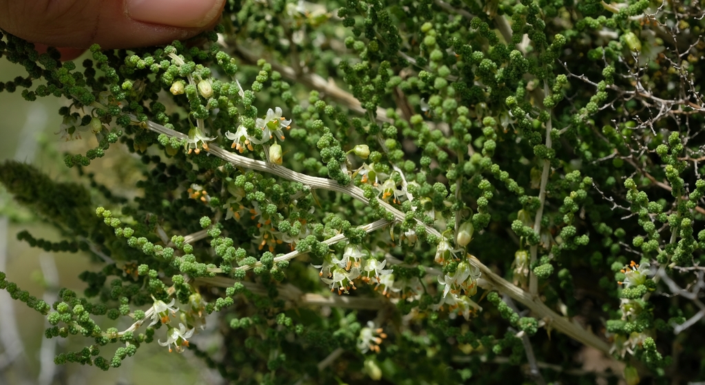 Asparagus fern
