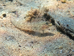Gobius bucchichi