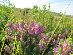 Indigofera sulcata