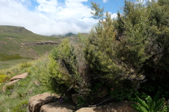 Asparagus stellatus