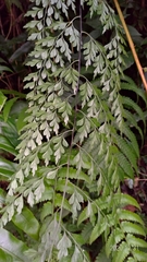 Asplenium neolaserpitiifolium