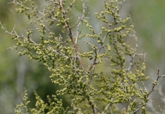 Asparagus stellatus