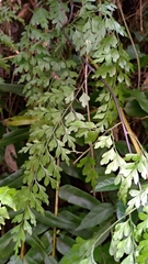 Asplenium neolaserpitiifolium