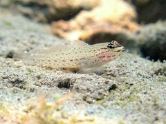 Gobius bucchichi