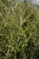 Asparagus stellatus