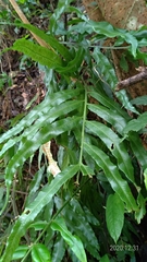 Asplenium formosae