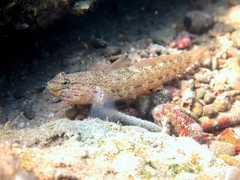 Gobius bucchichi