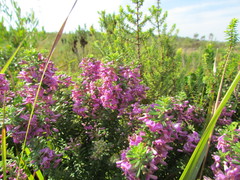 Indigofera sulcata