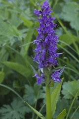 Dactylorhiza euxina