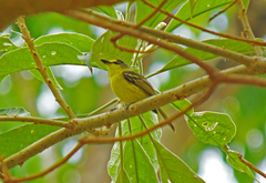 Todirostrum poliocephalum