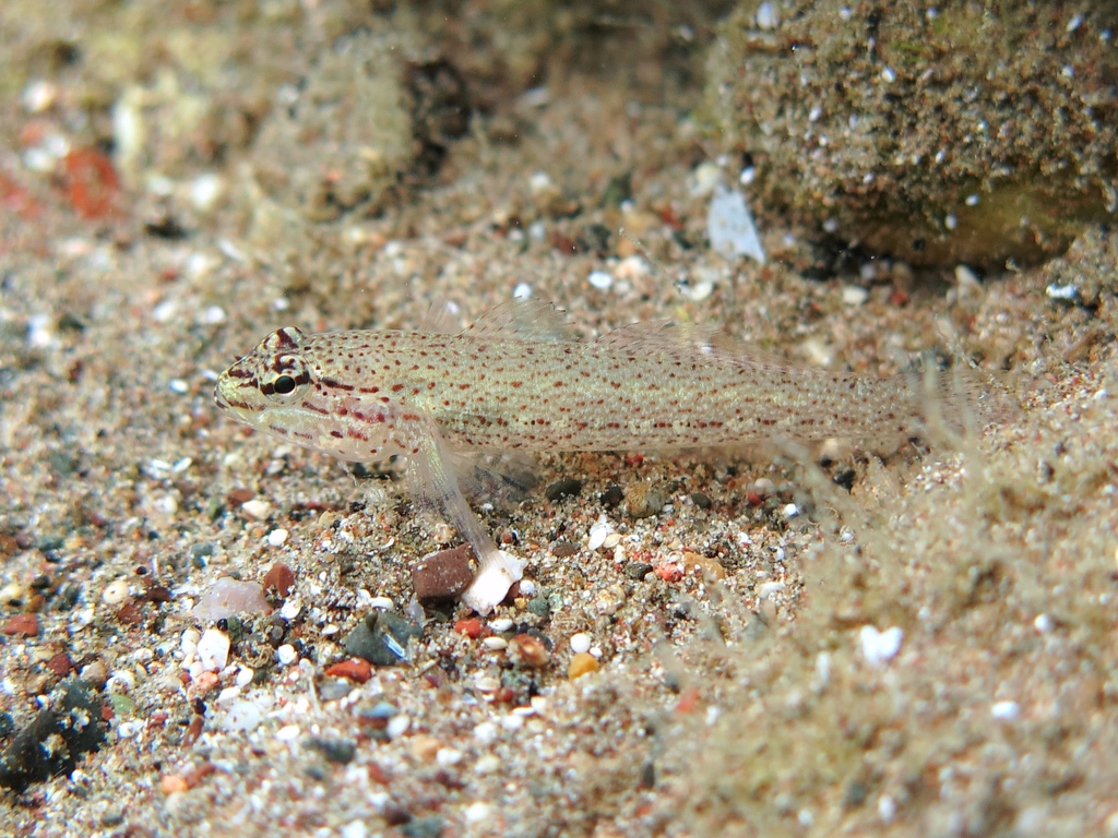 Photo of Bucchich's goby (Gobius bucchichi)