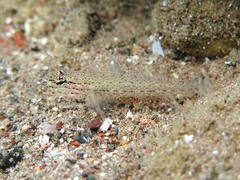 Gobius bucchichi