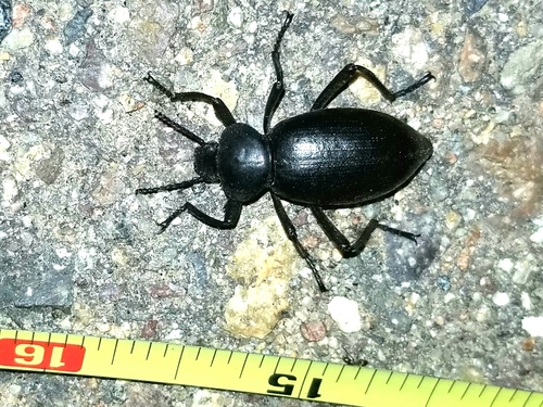 Eleodes acuticauda