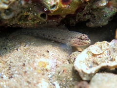 Gobius bucchichi