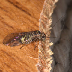 Blastopsocus lithinus