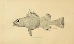 Darkfin Sculpin photo 3