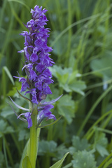 Dactylorhiza euxina