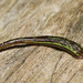 Jawed Leeches - Photo (c) tjeales, some rights reserved (CC BY-SA), uploaded by tjeales