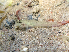 Gobius bucchichi