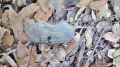 Microtus californicus