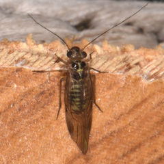 Blastopsocus lithinus