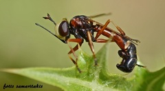 Physocephala vittata