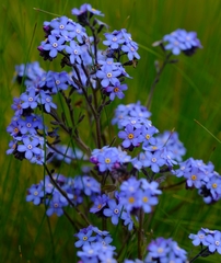 Myosotis semiamplexicaulis