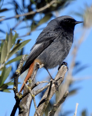 Phoenicurus ochruros