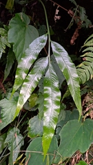 Asplenium formosae