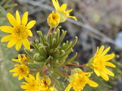 Othonninae