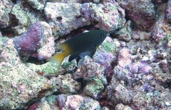 Plectroglyphidodon insularis