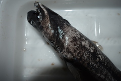 Viper Dogfish photo 4