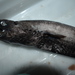 Viper Dogfish - Photo (c) yurimaoh, some rights reserved (CC BY-NC), uploaded by yurimaoh
