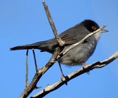 Curruca melanocephala
