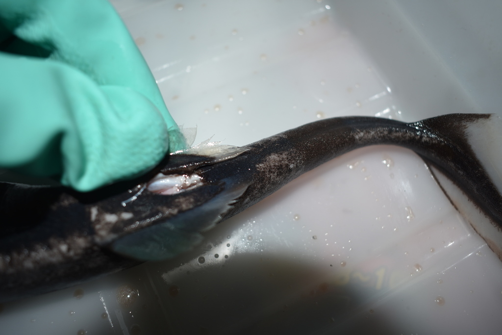 Viper Dogfish (Trigonognathus kabeyai) Marine Life Identification