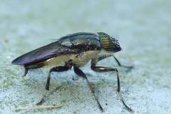 Idiella euidielloides