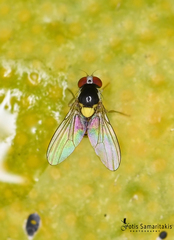 Acletoxenus formosus