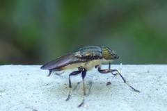 Idiella euidielloides