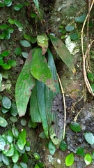 Antrophyum formosanum