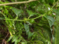 Diospyros maritima