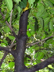 Diospyros maritima