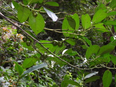 Diospyros maritima