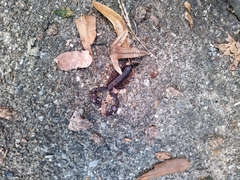 Euscorpius