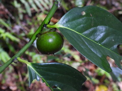 Diospyros maritima