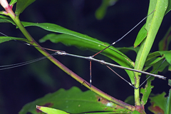 Candovia annulata
