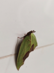 Macna platychloralis