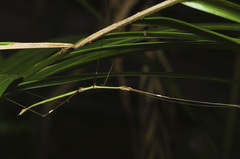 Candovia annulata