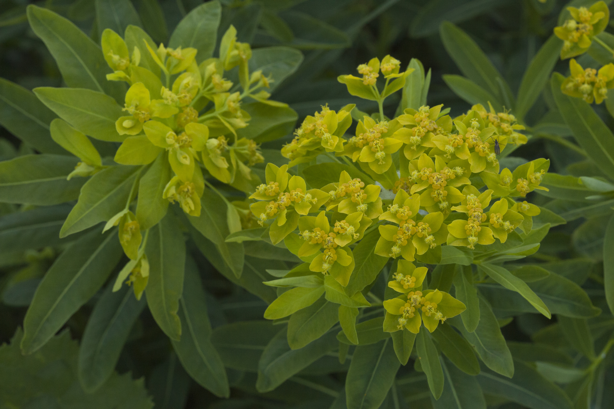Euphorbia eugeniae
